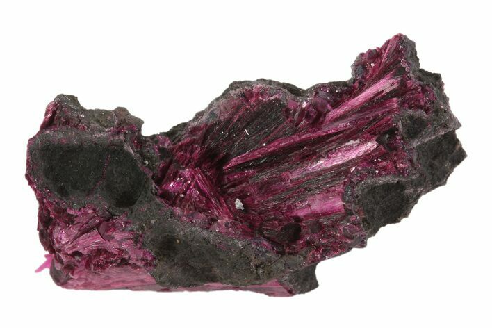 Vibrant, Magenta Erythrite Crystals - Morocco #93608